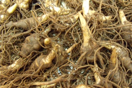 怎么种植重楼，多长成熟？