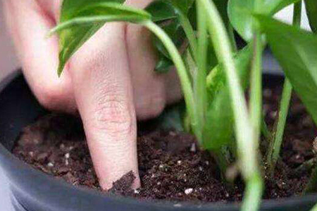 绿萝扦插从哪里剪(附剪断图解)