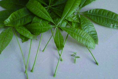 发财树怎么浇水