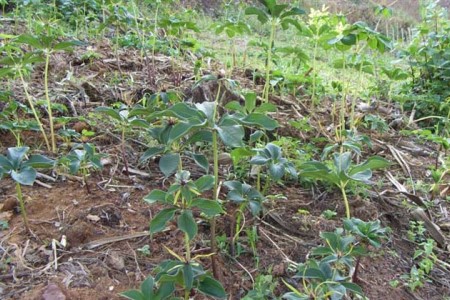 种植重楼要要注意哪些(地理、海拔、难度)