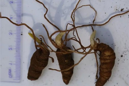 种植重楼要要注意哪些(地理、海拔、难度)