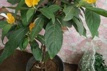 养黄金塔花风水好吗,适合家养吗?