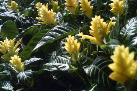 养黄金塔花风水好吗,适合家养吗?