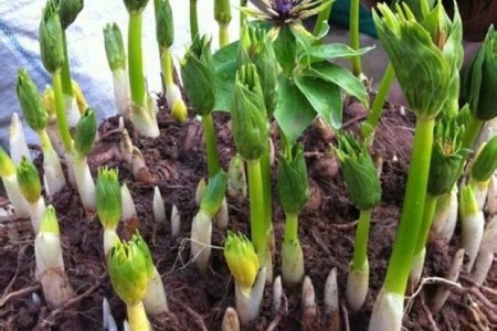 种植重楼要要注意哪些(地理、海拔、难度)