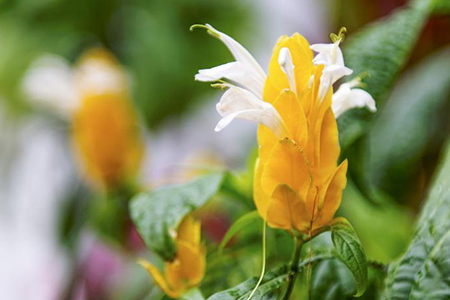 养黄金塔花风水好吗,适合家养吗?