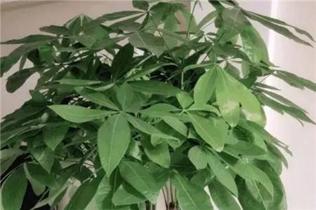 发财树怎么繁殖