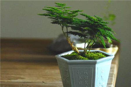 客厅外阳台能养花吗？南阳台、北阳台、封闭阳台各不相似！