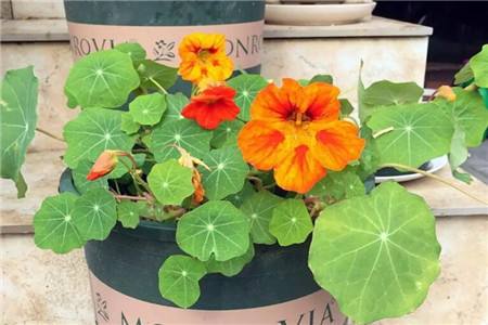 客厅外阳台能养花吗？南阳台、北阳台、封闭阳台各不相似！