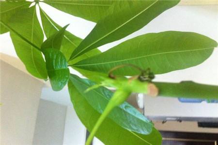 发财树怎么施肥