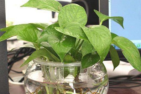 水培绿萝怎么安全过冬