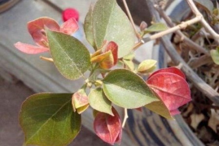 三角梅黄叶落叶解决办法，叶子掉光还能活吗？