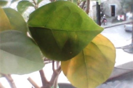 三角梅黄叶落叶解决办法，叶子掉光还能活吗？