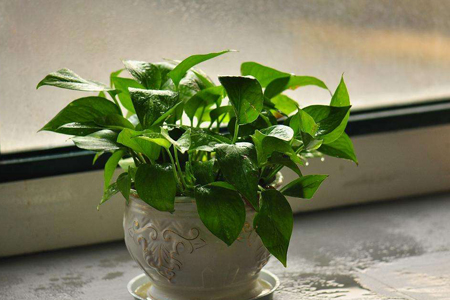 绿萝怎么种植才能更旺盛