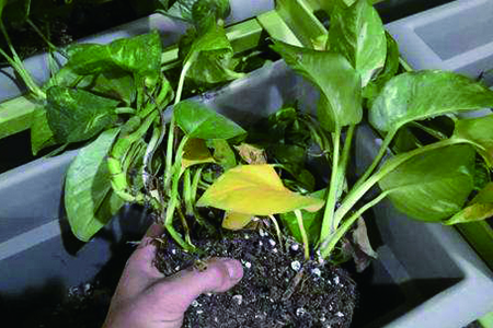 绿萝怎么种植才能更旺盛