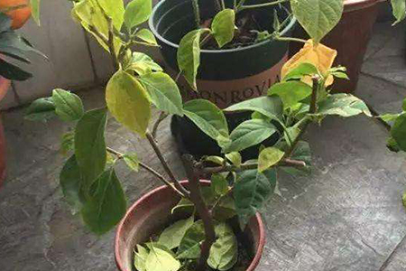 秋季三角梅黄叶、落叶解决办法?