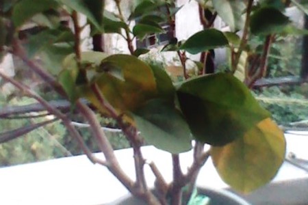 秋季三角梅黄叶、落叶解决办法?