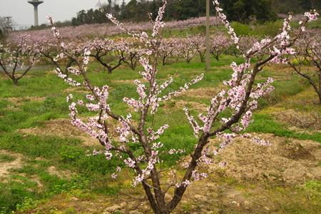 风水属阳的树木有哪些，适合在庭院种植？