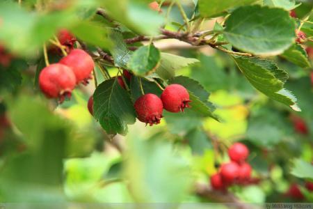风水属阳的树木有哪些，适合在庭院种植？