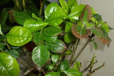 栀子花叶子边缘干枯、发黑解决办法？