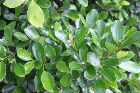 风水属阳的树木有哪些，适合在庭院种植？