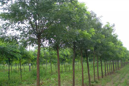 风水属阳的树木有哪些，适合在庭院种植？