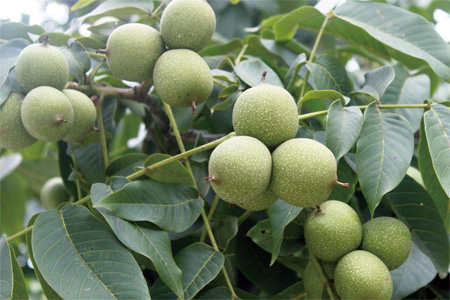 风水属阳的树木有哪些，适合在庭院种植？