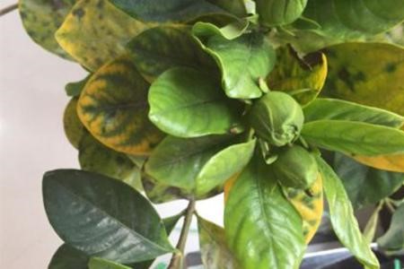 栀子花叶子边缘干枯、发黑解决办法？