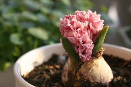 10种特别香又好看的花，1年四季基本都能开！