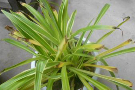 吊兰水浇多了黄叶尖吗,怎么补救?