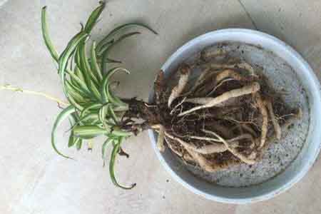 吊兰水浇多了黄叶尖吗,怎么补救?