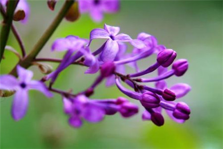 10种特别香又好看的花，1年四季基本都能开！