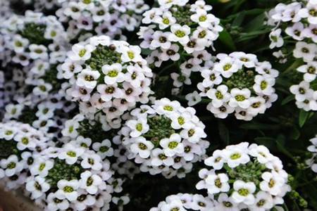 10种特别香又好看的花，1年四季基本都能开！