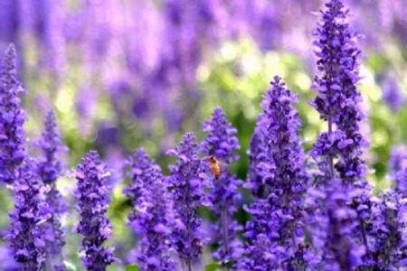 10种特别香又好看的花，1年四季基本都能开！