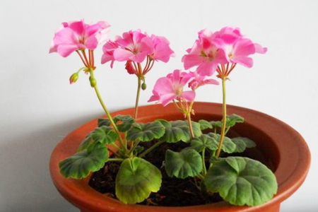 10种特别香又好看的花，1年四季基本都能开！