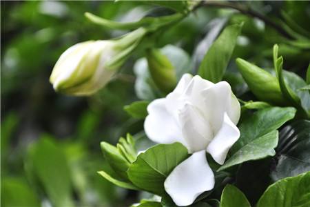 10种特别香又好看的花，1年四季基本都能开！