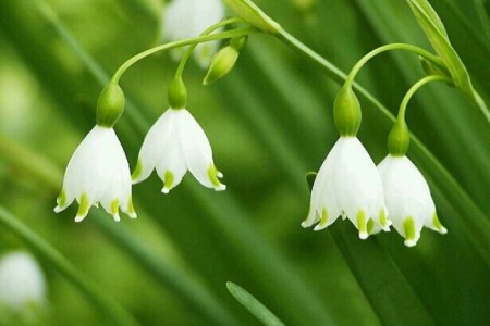 10种特别香又好看的花，1年四季基本都能开！