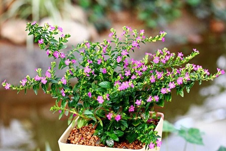 满天星的花语和寓意，适合送什么人？