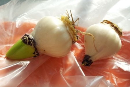 风信子种球有毒吗，适合室内养吗？