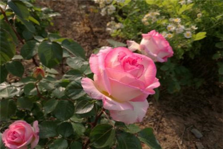 10种特别香又好看的花，1年四季基本都能开！