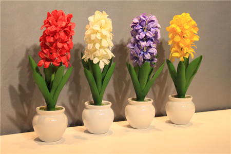 风信子种球有毒吗，适合室内养吗？