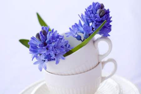 风信子种球有毒吗，适合室内养吗？