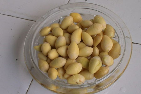 银杏种子什么时候栽种(沙藏、种植办法)