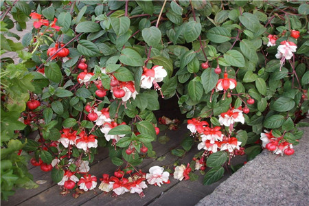 花期长好看又好养的花，就选这三种，新手也能养得活！