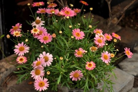 花期长好看又好养的花，就选这三种，新手也能养得活！