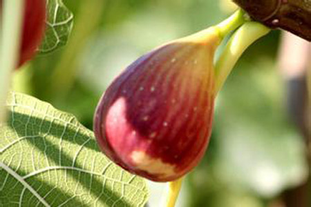 无花果枝条什么时候扦插好,插后多长生根?