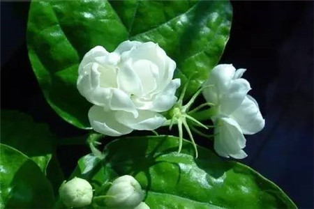 淡淡的清香花有哪些,6种清香芬芳的盆栽养起来!