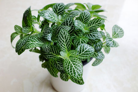 网纹草怎么种植可以爆盆