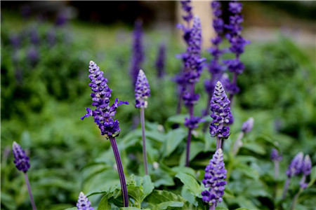 淡淡的清香花有哪些,6种清香芬芳的盆栽养起来!