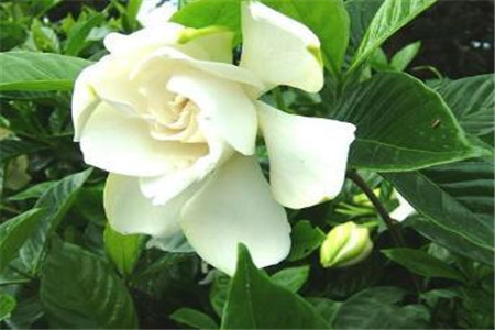 淡淡的清香花有哪些,6种清香芬芳的盆栽养起来!