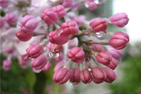 淡淡的清香花有哪些,6种清香芬芳的盆栽养起来!